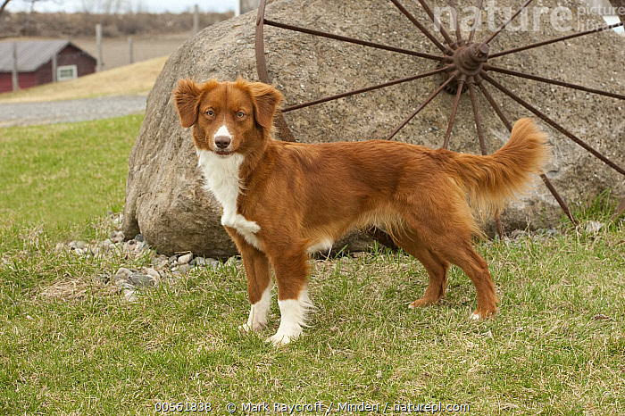 Nova Scotia Duck Tolling Retriever Umbrella Nova Scotia Duck Tolling Retriever Umbrella