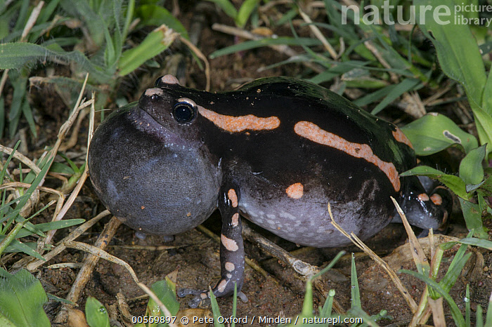 Banded rubber frog