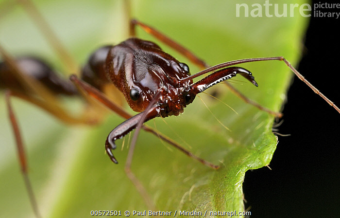 Stock photo of Ant (Odontomachus sp), Gunung Leuser National Park