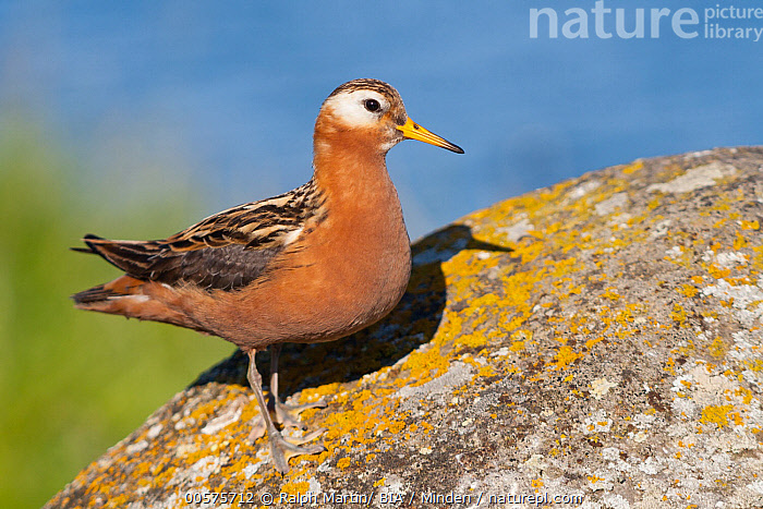 Stock photo of Grey Phalarope (Phalaropus fulicarius), Iceland