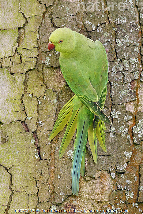 Rose-ringed Parakeet | Photos by Ravi