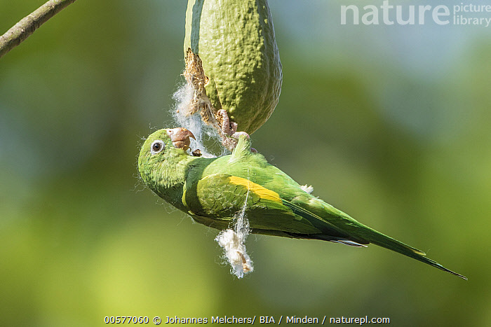 Yellow chevroned best sale parakeet for sale