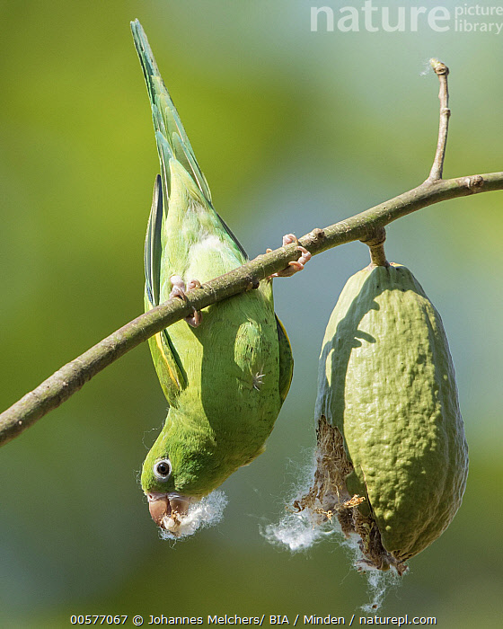 Yellow chevroned best sale parakeet for sale