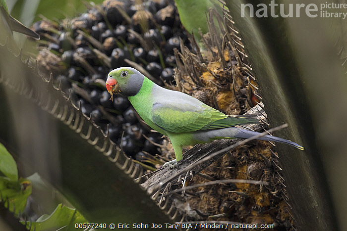Stock photo of Layard's Parakeet (Psittacula calthropae) male feeding