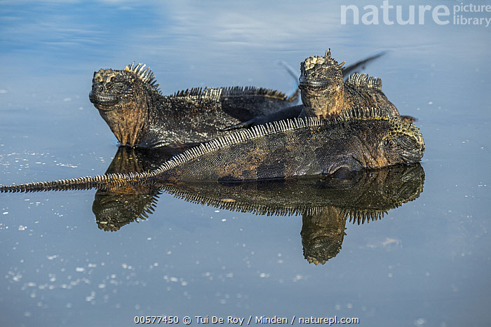 Stock photo of Marine Iguana (Amblyrhynchus cristatus) trio in shallow ...