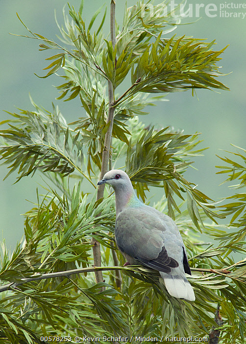 Band-tailed Pigeon - Pets Australia