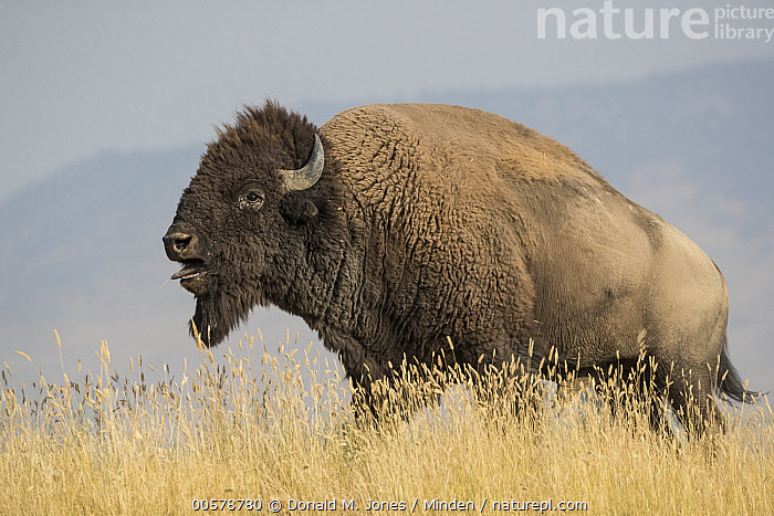 Stock photo of American Bison (Bison bison) bull calling, National ...