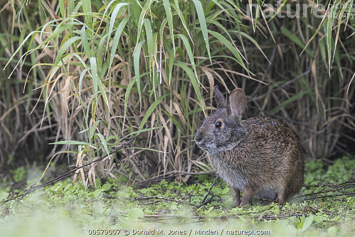 Stock photo of Marsh Rabbit (Sylvilagus palustris), central Florida ...