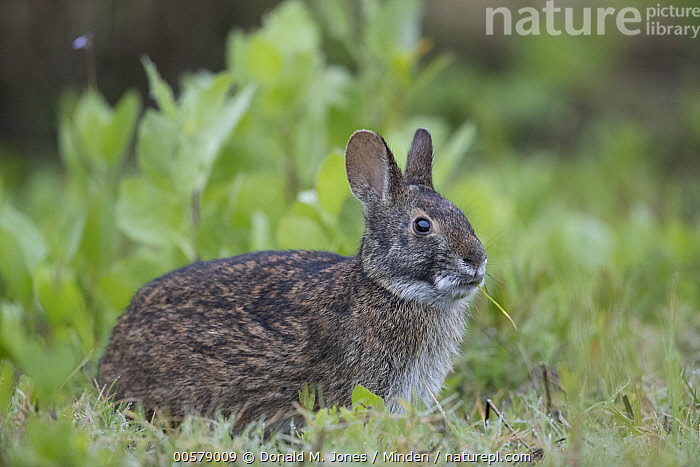 Stock photo of Marsh Rabbit (Sylvilagus palustris) grazing, central ...