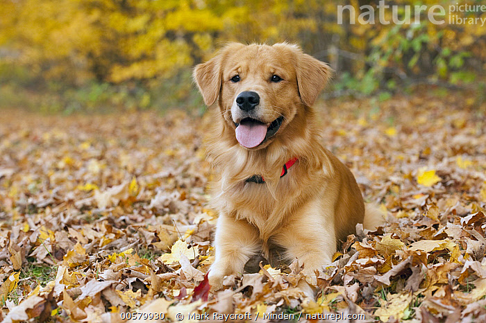 Golden Retriever Stock Photos and Pictures - 208,319 Images