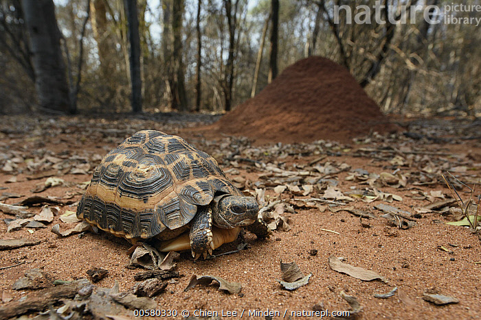 Stock photo of Spider Tortoise (Pyxis arachnoides) in forest, Berenty