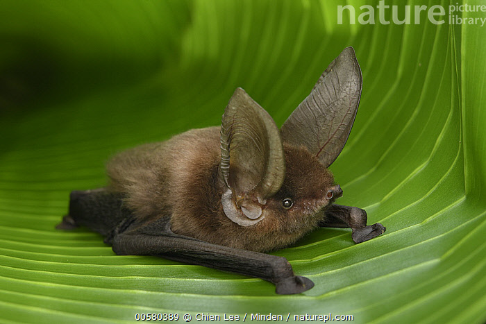 Stock photo of Madagascar Sucker-footed Bat (Myzopoda aurita) female ...