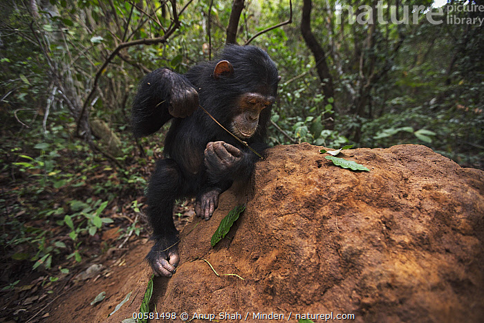 Stock photo of Eastern Chimpanzee (Pan troglodytes schweinfurthii) six