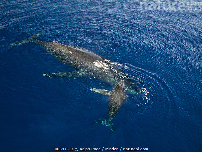Megaptera Stock photo of Humpback Whale (Megaptera novaeangliae) calf resting on ...
