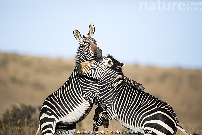 Stock photo of Mountain Zebra (Equus zebra) stallions fighting, Mountain  Zebra National…. Available for sale on