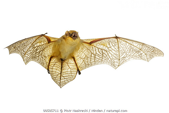 Stock photo of Butterfly Bat (Glauconycteris variegata) flying ...