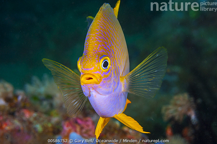Stock photo of Golden Damselfish (Amblyglyphidodon aureus), Anilao ...
