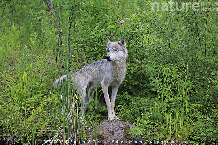 Stock photo of Wolf (Canis lupus), Minnesota Wildlife Connection ...