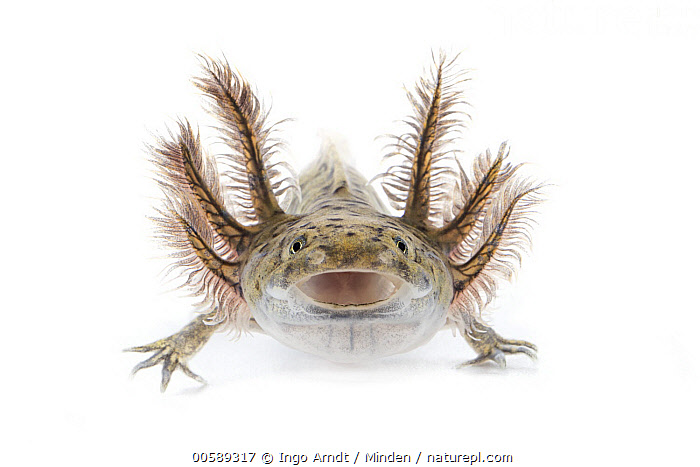 Axolotl (Ambystoma mexicanum)