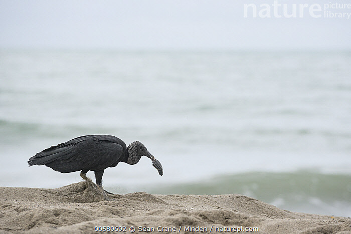 Predating Stock photo of American Black Vulture (Coragyps atratus) predating on ...