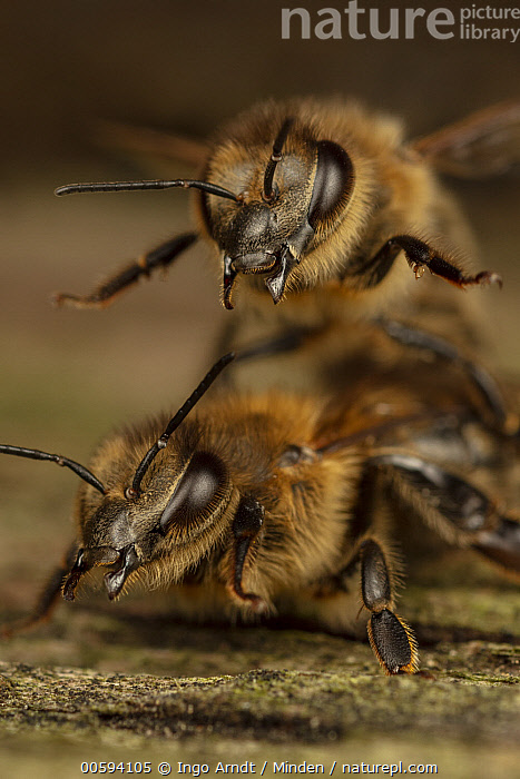 Stock photo of Honey Bee (Apis mellifera) pair in defensive posture ...