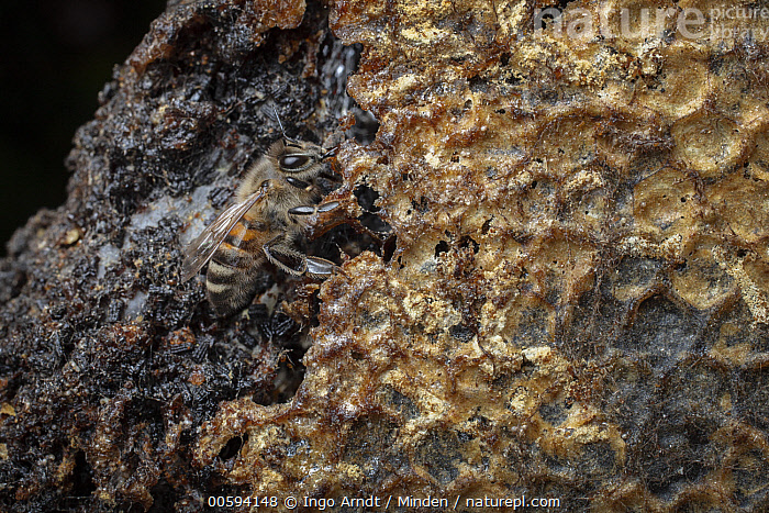 Stock photo of Honey Bee (Apis mellifera) on honeycomb parasatized by ...