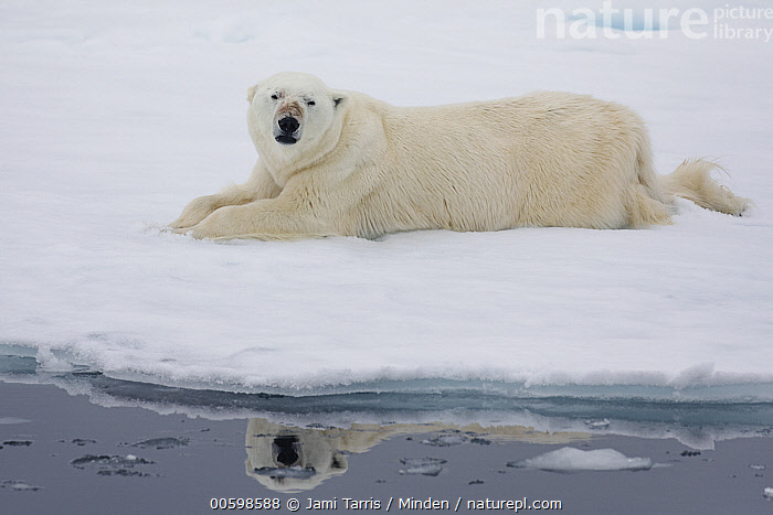 Ice Floe Photos for Sale 