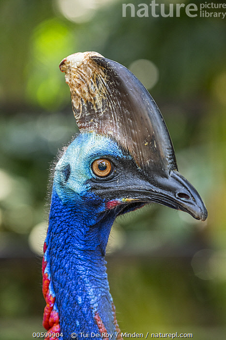 Stock photo of Southern Cassowary (Casuarius casuarius), Bali Bird Park