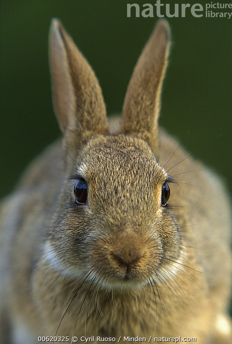 Superclass Rabbit Classification Stock photo of European Rabbit (Oryctolagus cuniculus) portrait, France ...