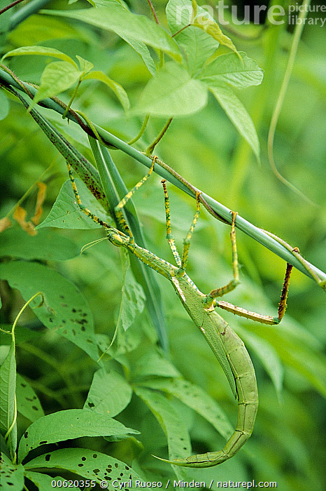 Go Devil Insect Goliath Stick Insect Stick Insects