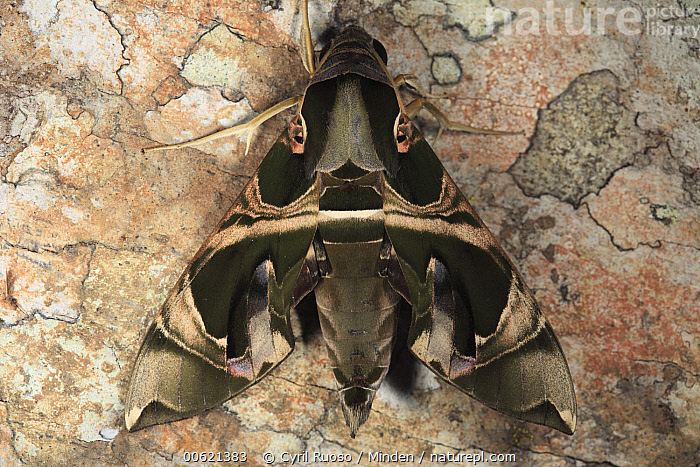 Stock photo of Saturniid Moth (Saturniidae), Way Kambas National Park ...