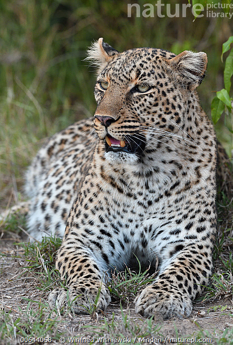 Female Leopard (Panthera pardus), Masai Mara National Reser…