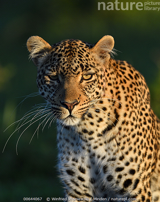 Female Leopard (Panthera pardus), Masai Mara National Reser…