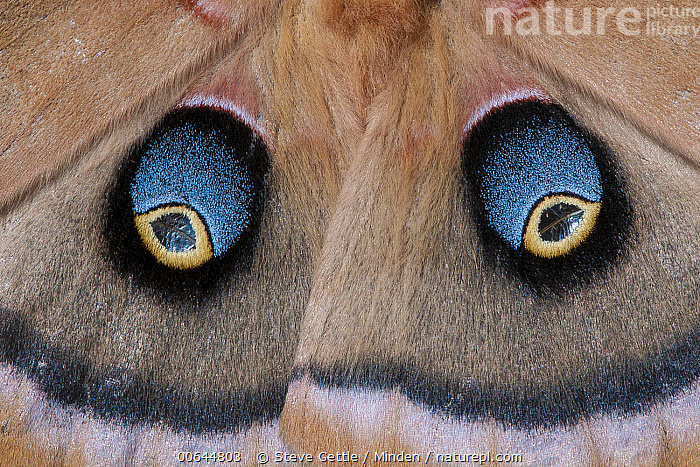 Stock photo of Polyphemus Moth (Antheraea polyphemus) eyespots, Huron ...