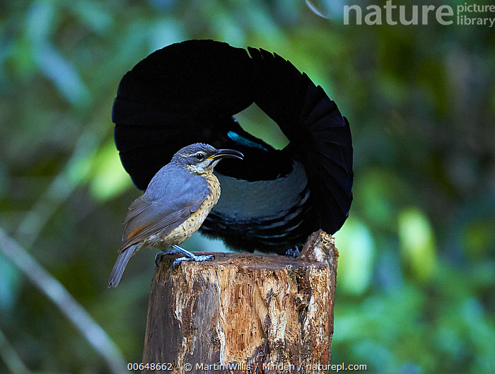 Stock photo of Victoria's Riflebird (Ptiloris victoriae) male ...