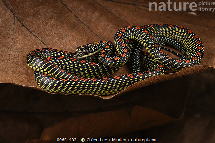 Stock photo of Paradise Tree Snake (Chrysopelea paradisi), Sarawak