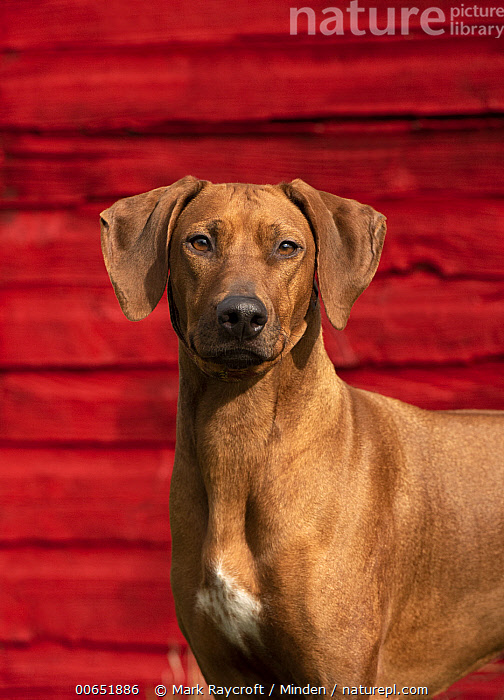 Stock photo of Rhodesian Ridgeback (Canis familiaris), North America ...