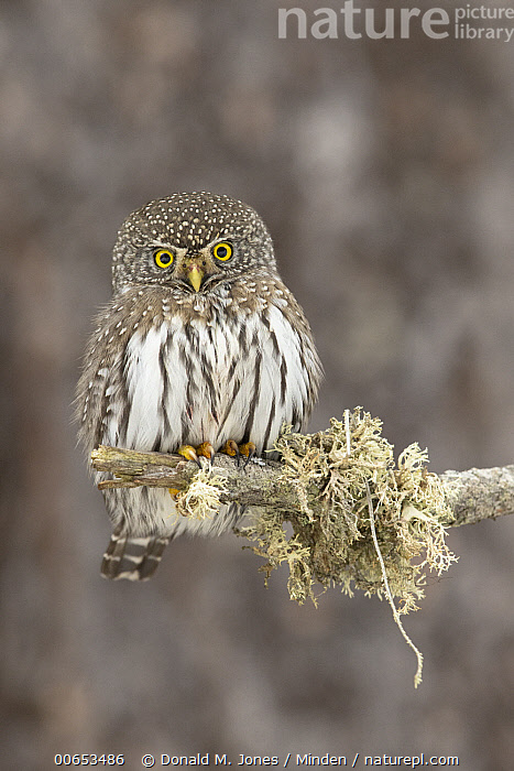 Stock Photo Of Mountain Pygmy Owl Glaucidium Gnoma In Winter Montana Available For Sale On