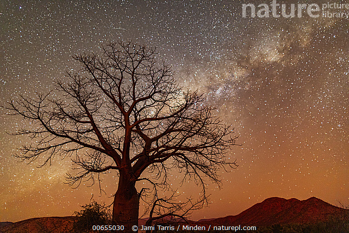 Stock photo of Baobab (Adansonia sp) tree at night with Milky Way ...