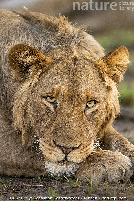 Stock photo of African Lion (Panthera leo) two year old sub-adult male ...