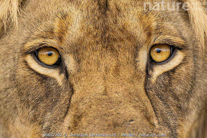 Stock photo of African Lion (Panthera leo) two year old sub-adult male ...