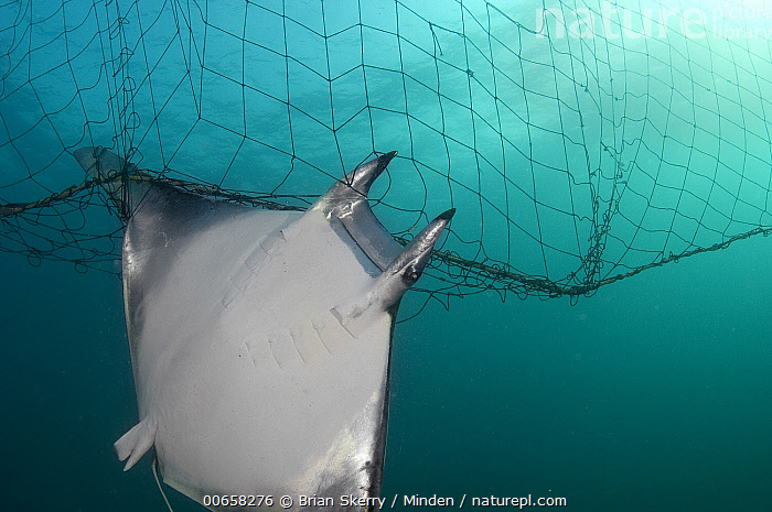 Stock photo of Stingray caught in gill net, Mexico. Available for sale on