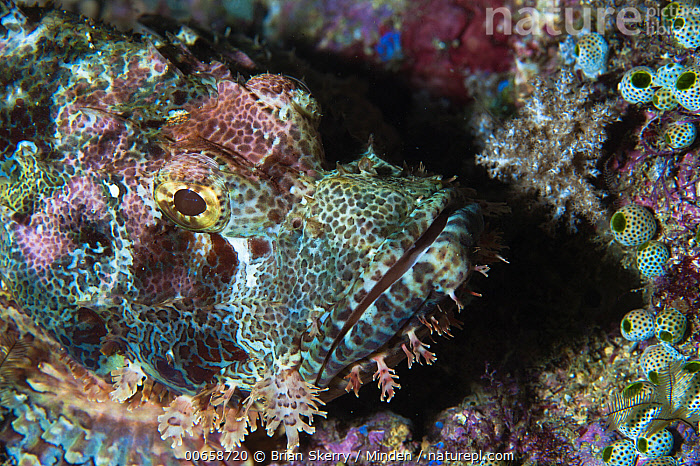 Leopard Cod Stock photo of Rockfish, Raja Ampat, Indonesia. Available for sale on ...
