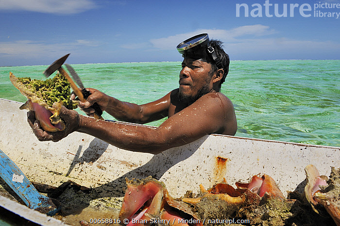 Catching Conch Stock photo of Conch fisherman with catch, Lighthouse Reef, Belize ...