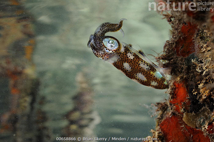 Stock photo of Squid juvenile in mangrove roots, Belize. Available for