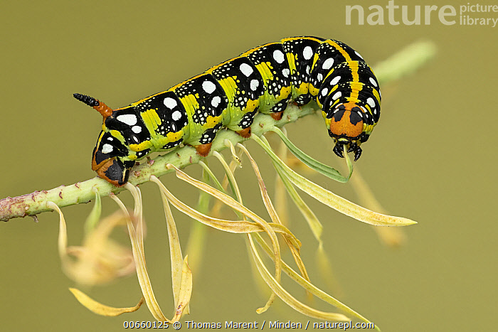 Spurge Hawk Moth Caterpillar