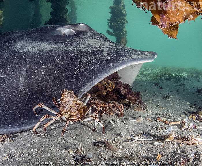 Smooth Ray Stock photo of Smooth Stingray (Bathytoshia brevicaudata) hunting Great ...