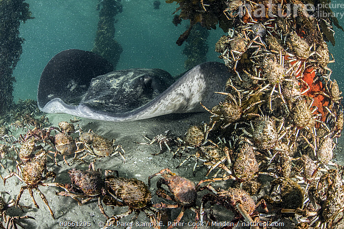 Smooth Ray Stock photo of Smooth Stingray (Bathytoshia brevicaudata) hunting Great ...