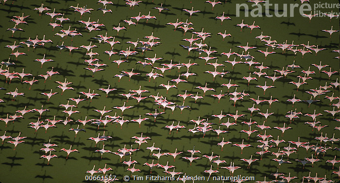 stock-photo-of-lesser-flamingo-phoenicopterus-minor-flock-flying