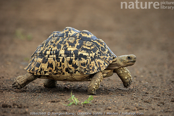 Stock photo of Leopard Tortoise (Geochelone pardalis), Kruger National ...